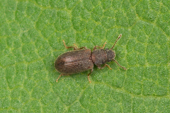 Berginus tamarisci