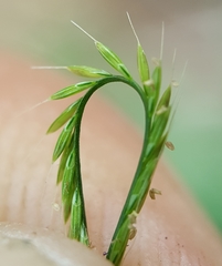 Daknopholis boivinii