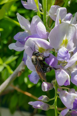 Xylocopa californica californica