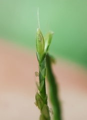 Daknopholis boivinii