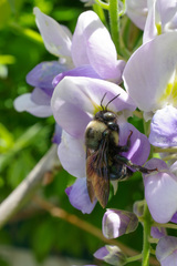 Xylocopa californica californica