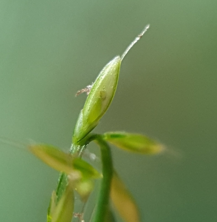 (c) François Rousseu, certains droits réservés (CC BY-NC) https://www.inaturalist.org/observations/109310896