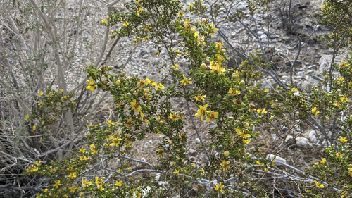 iNaturalist observation photo of Creosote Bush