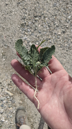 iNaturalist observation photo of Saharan Mustard