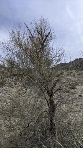 iNaturalist observation photo of blue palo verde