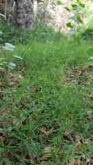 Daknopholis boivinii