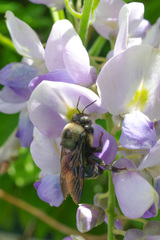 Xylocopa californica californica