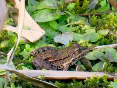Pelophylax ridibundus