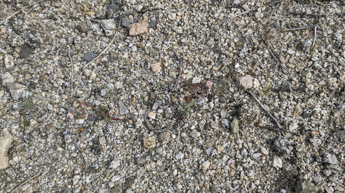 iNaturalist observation photo of Browneyes