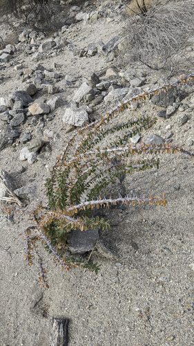 iNaturalist observation photo of Fouquieria splendens splendens