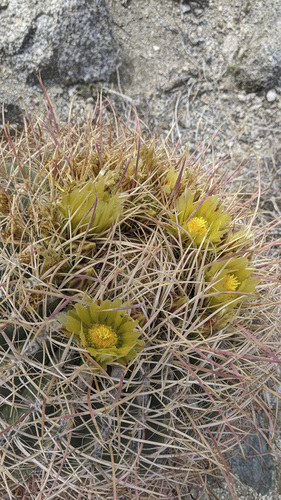 iNaturalist observation photo of California Barrel Cactus