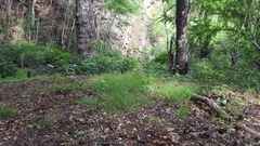 Daknopholis boivinii