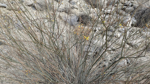 iNaturalist observation photo of Wand Holdback