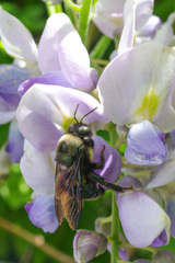 Xylocopa californica californica
