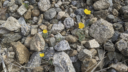 iNaturalist observation photo of goldpoppy