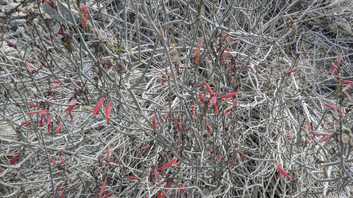 iNaturalist observation photo of chuparosa