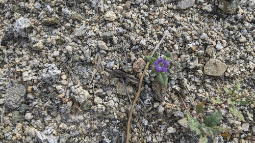 iNaturalist observation photo of Notch-leaf Scorpionweed