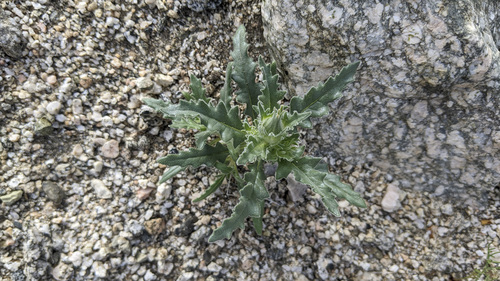 iNaturalist observation photo of sand blazingstar