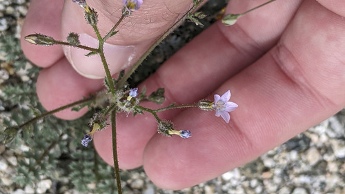 iNaturalist observation photo of Star Gilia