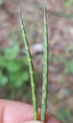 Lepturus radicans