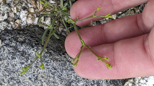 iNaturalist observation photo of Brittle Spineflower