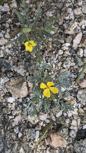iNaturalist observation photo of Little Gold Poppy