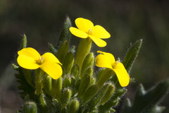Biscutella cichoriifolia
