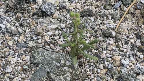 iNaturalist observation photo of whispering bells