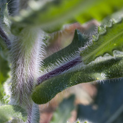 Biscutella cichoriifolia
