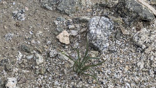 iNaturalist observation photo of Desert Plantain