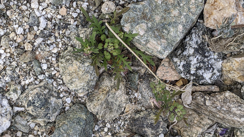 iNaturalist observation photo of Hairypod Pepperweed