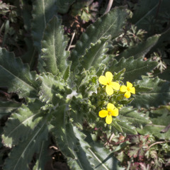 Biscutella cichoriifolia