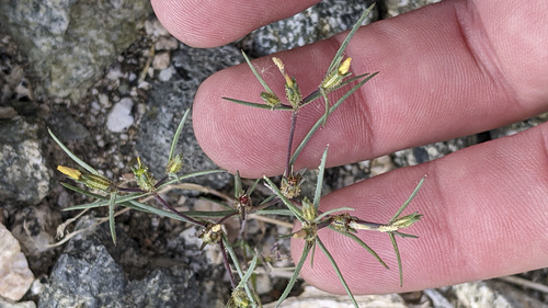 iNaturalist observation photo of Jones' Linanthus