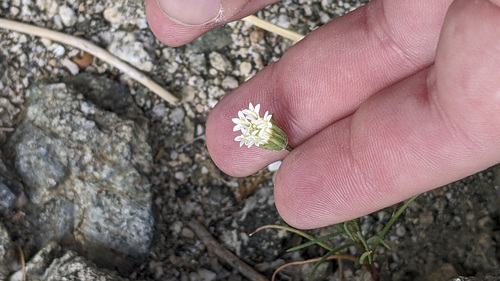 iNaturalist observation photo of Fremont's pincushion