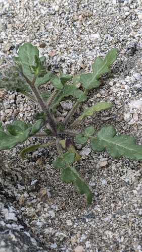iNaturalist observation photo of Notch-leaf Scorpionweed
