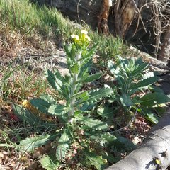 Biscutella cichoriifolia