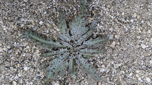 iNaturalist observation photo of California primrose