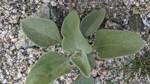 iNaturalist observation photo of Brittlebush