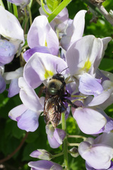 Xylocopa californica californica