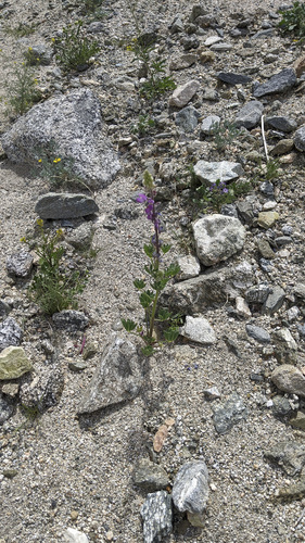 iNaturalist observation photo of Arizona lupine