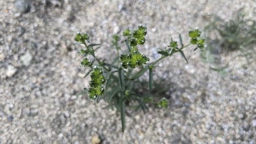 iNaturalist observation photo of Wingnut Cryptantha