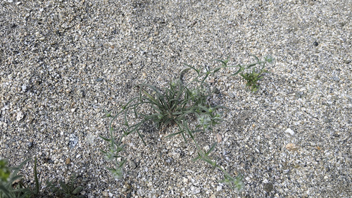 iNaturalist observation photo of narrow-leaved cryptantha