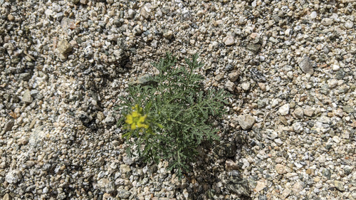 iNaturalist observation photo of Western Tansymustard