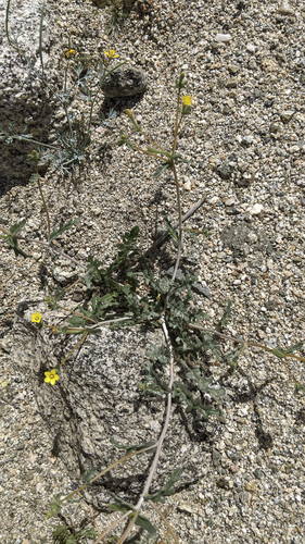 iNaturalist observation photo of Whitestem Blazingstar