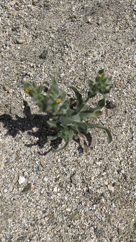 iNaturalist observation photo of Bristly Fiddleneck
