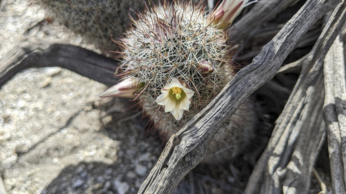 iNaturalist observation photo of Peninsular fishhook cactus