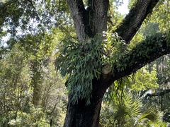 Microsorum punctatum