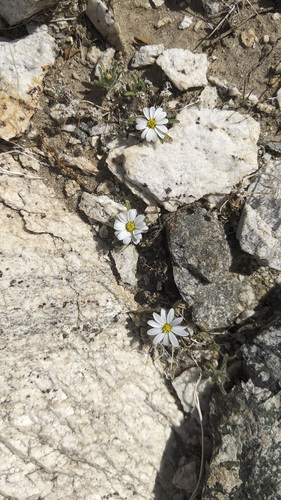 iNaturalist observation photo of Mojave desertstar
