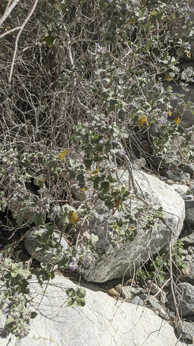 iNaturalist observation photo of desert lavender