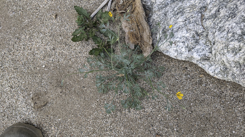 iNaturalist observation photo of Little Gold Poppy